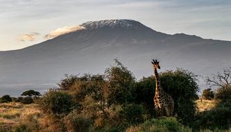 giraffe in kenya nature