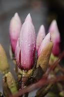 wet magnolia buds