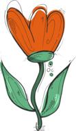 drawn orange tulip on a white background