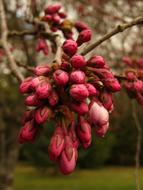 unusually beautiful Japan Cherry