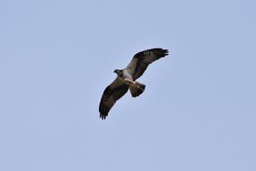 flying bird of prey in the blue sky