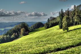 landscape of attractive Green Meadow on Alp