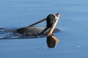 closeup picture of wild bird in lake with branch