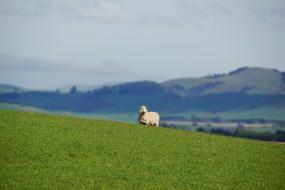 delightful Sheep Animal