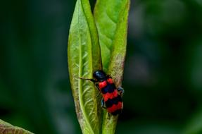 Bee Wolf Insect