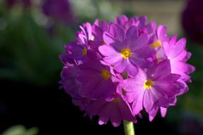 Primula Spring Flower close-up on blurred background