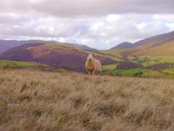 excellent Sheep Grass