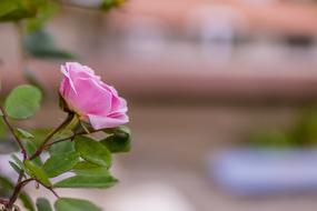 Rosa