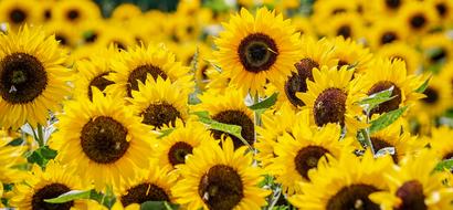 field with blooming sunflower in summer