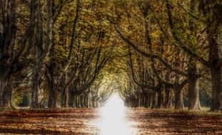 Avenue Trees Away in the fall