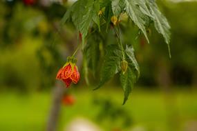 unusually beautiful Nature Petals