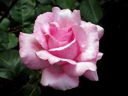 big pink rosebud, close-up
