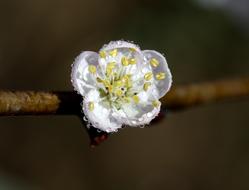 incredible Flowers Wet Drops