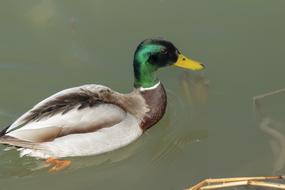 Teal Duck