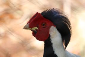 closeup Photo of red headed bird