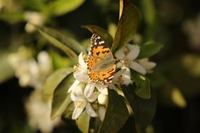 Vanessa Butterfly on white flowers