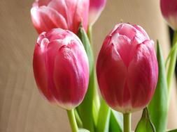 amazing Tulips Flowers