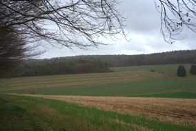 field at the edge of the forest in elbe mountain