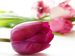 pink Tulips on white surface