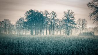 fog over the rape field at dawn