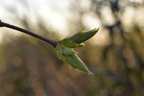 closeup picture of magnificent Lilac Leaves at Spring