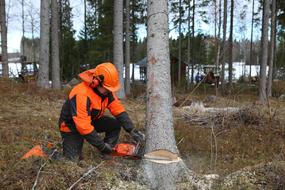 Logger, uniformed man cutting Tree with chainsaw in forest