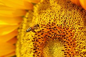 honey bee pollinating yellow sunflower