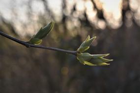 Lilac, buds with new Leaves at Spring on blurred background