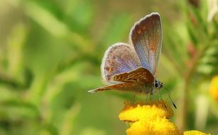 brown butterfly on yellow flower on blurred background