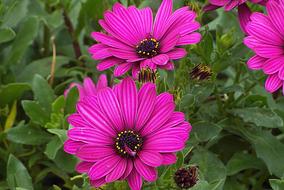 closeup view of purple flowers