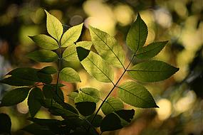 Foliage Forest close-up on blurred background