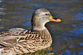 Portrait of amazing Duck Mallard bird is swimming in a water