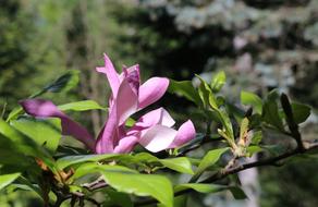 magnolia flower in sunny day