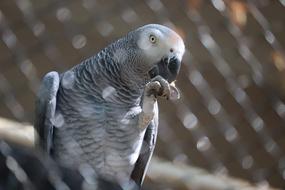 gray parrot sits in a cage at the Mysore zoo, Karnataka
