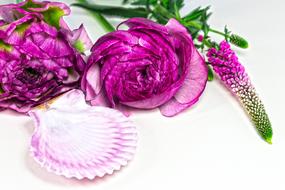 incredible Ranunculus Blossom