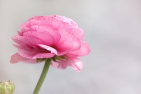 Beautiful, blooming, pink Ranunculus flower and bud, at blurred background