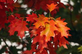 Fall Foliage Colorful close-up on blurred background