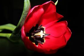 excellent Red Tulip Stamens