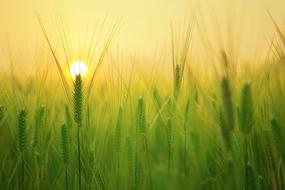 green wheat at sunset