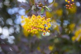 incredible Nature Yellow flower