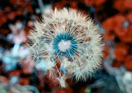 Close-up of the beautiful, blue dandelion flower with white seeds