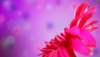 bright pink flower on blurred purple background