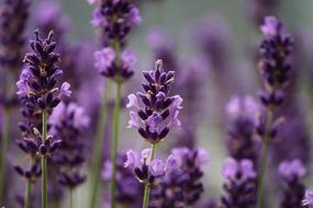 excellent Lavender Purple Bloom