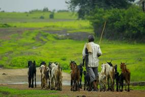 incredible Goat and Man