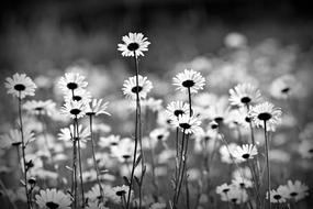 monochrome photo of chamomile field