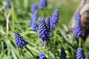 attractive Muscari Flowers