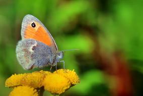 attractive Butterfly Insect