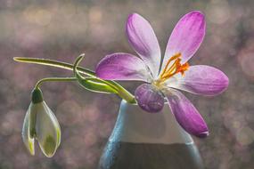 Snowdrop Crocus Signs