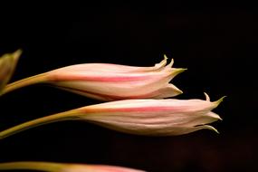 oblong lily buds on a black background