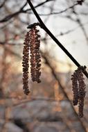 hazel seeds on a branch against the evening sky